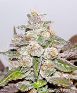 Mendocino Purple Kush