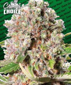 Mendocino Skunk - Chong's Choice