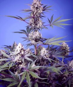 Mental Rainbow F1 Fast Version - 5-pack