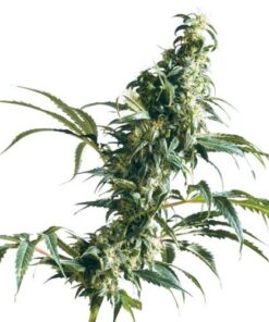 Mexican Sativa