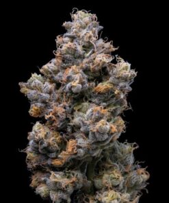 Miami Yayo - Lemonnade - 3-pack