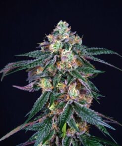 Midnight Sunset - 6-pack