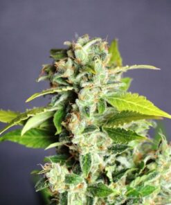 Mikromachine Auto - 5PACK