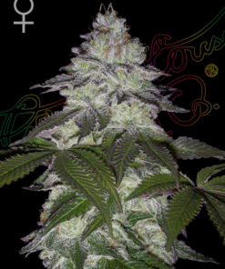 Milky Dreams