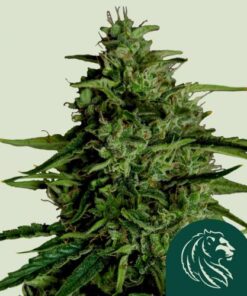 Milky Way F1 Auto - 3-pack