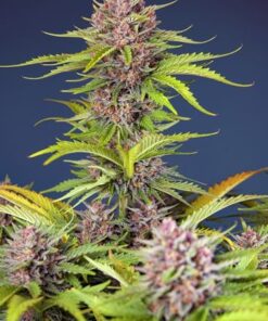 Mimosa Bruce Banner XL Auto - 5-pack