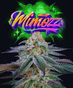 Mimozz - 6PACK