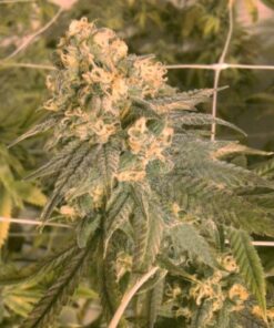 Mint Milano (Gold Line) - 6PACK