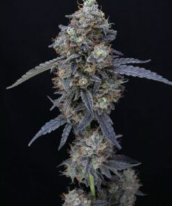 Minty Grape Kush - USA Line - 5-pack