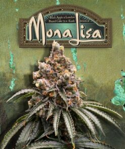 Mona Lisa - 6-pack
