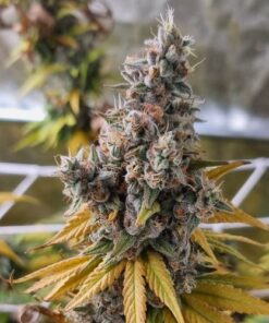 Monkey Cheese Regular - 10-pack