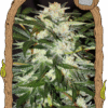 Monster Mash - 5PACK