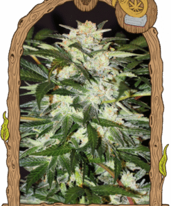 Monster Mash - 5PACK