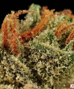 Moonshine Haze - 12PACK