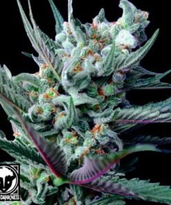 Moonshine Haze x Ghost Train Haze #1 - 6PACK