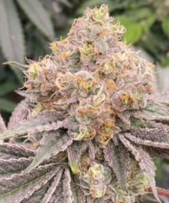 Mop Chopper - 6-pack