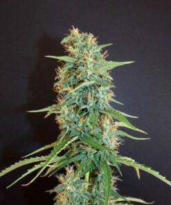 Moroccan Beldia - 6-pack