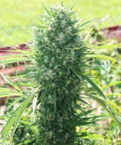 Moroccan Beldia Kif - 5PACK