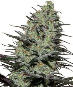 Morpheus - 5pack - Feminised - Buddha Seeds