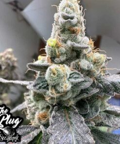 Moscow Mule - 6-pack