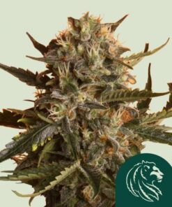 Mother Gorilla (Formerly Royal Madre)