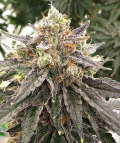 Mouse Trap - 12-pack