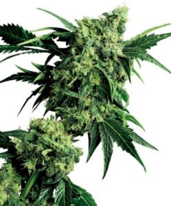 Mr. Nice G13 X Hash Plant