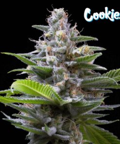 Murder Hornet - 6-pack