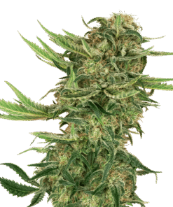 N13 Kush