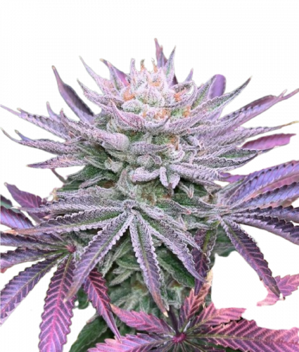 Nasty Runtz - 5-pack