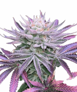 Nasty Runtz - 5-pack