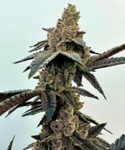 Neon Sunshine - 6-pack