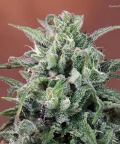 Nepal Annapurna - 5-pack