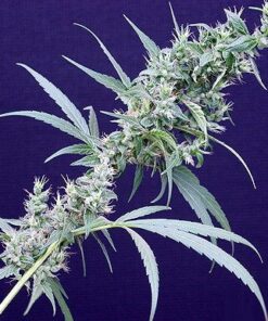 Neville's Haze Mango - 15-pack