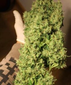 NL5 x Haze