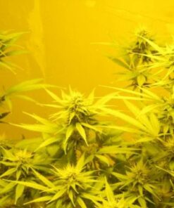 NL5 x Skunk