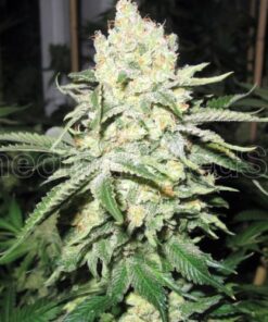 No Name Auto - 5PACK