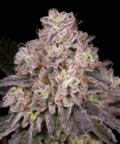 North Star - 12-pack