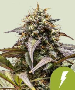 North Thunderfuck Auto - 5-pack