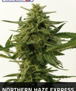 Northern Haze Express - 5PACK