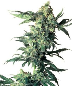 Northern Lights