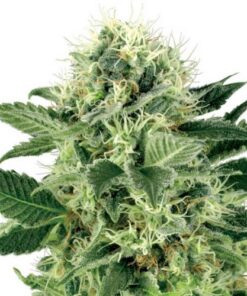 Northern Lights