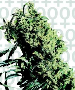 Northern Lights #5 X Haze