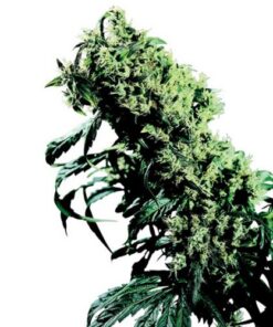 Northern Lights #5 X Haze