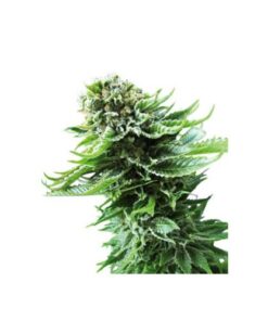 Northern Lights Automatic