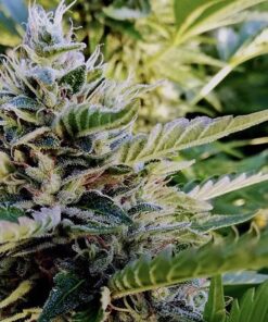 Nuttea Haze - 5-pack