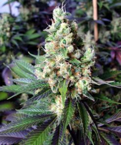 NYC Diesel