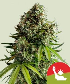 NYC Sour D Auto - RQS x Tyson 2.0 - 5-pack