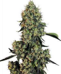 OG Kush