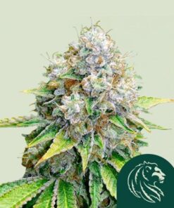 OG Kush